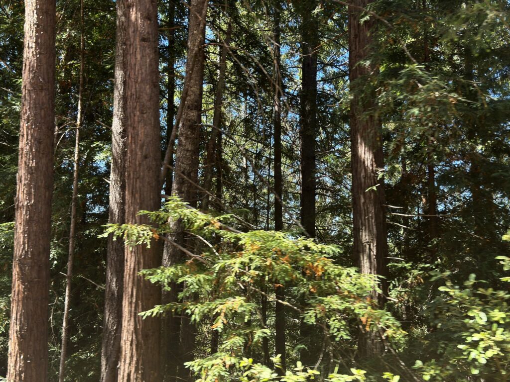 Young conifers stand in Jackson Demonstration State Forest near Willits. Photo: Roger Coryell/Bay City News