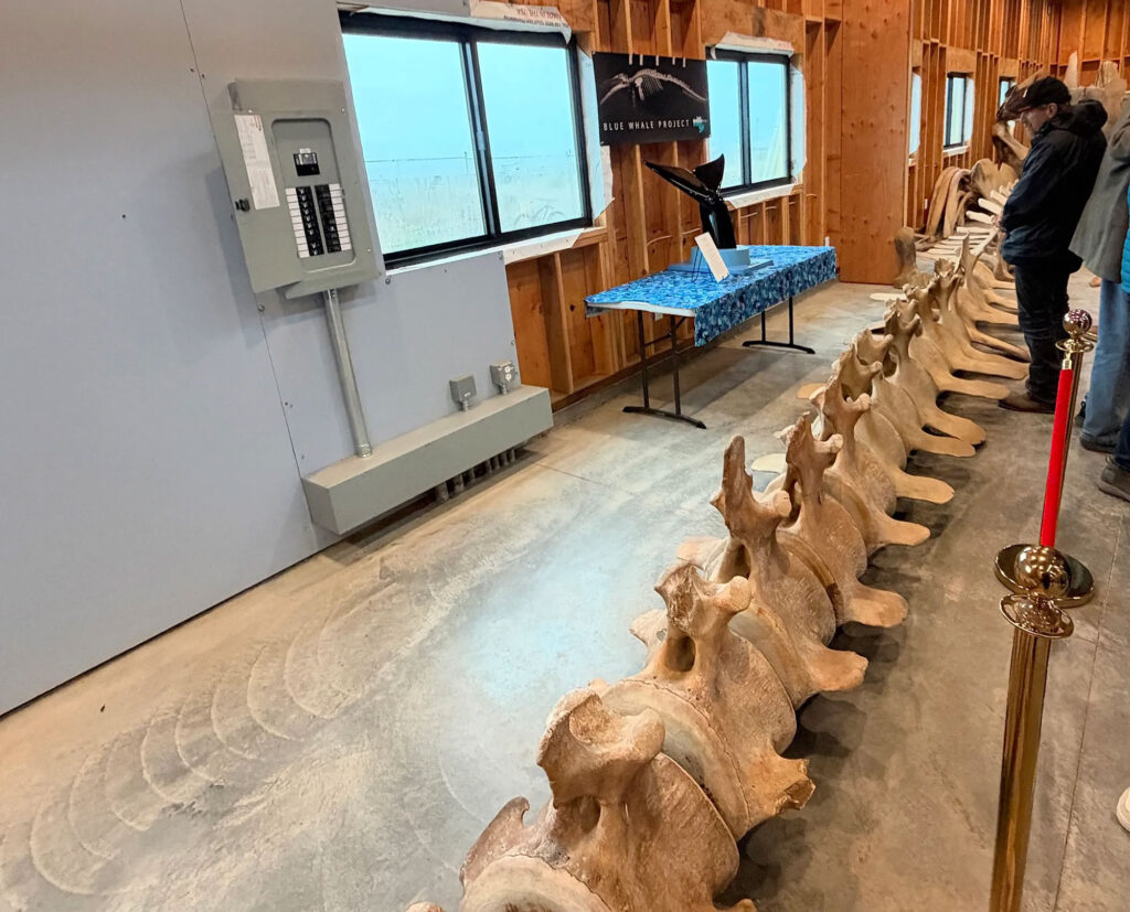 Guests look over a line of blue whale vertebrae on the floor of the Noyo Center for Marine Science’s Whale House LaBONEatory in Fort Bragg on Sunday, Oct. 18, 2026. The center plans to reassemble the 73-foot skeleton in the building. (Roger Coryell via Bay City News)